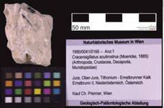 Foto (Objekt + Etiketten) von Cracensigillatus acutirostrus (Moericke, 1889) (NHMW-GEO-1990-0041-0166)